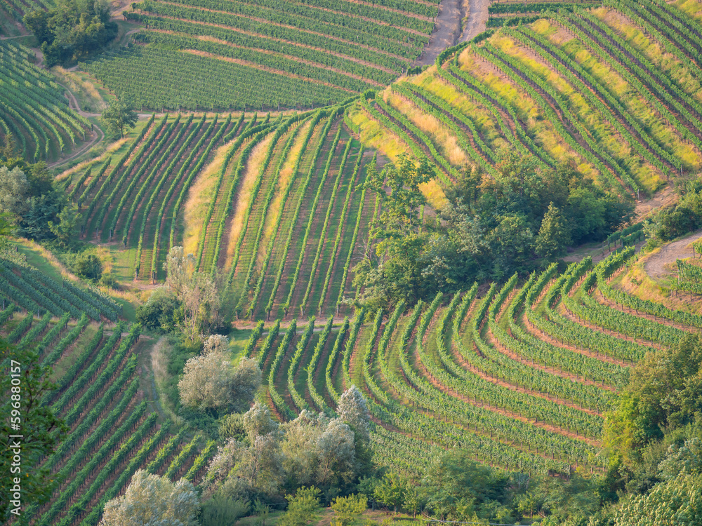 AERIAL: Endless rows of thriving grapevines in beautifully cultivated vineyards