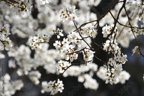 Flowering trees on city streets