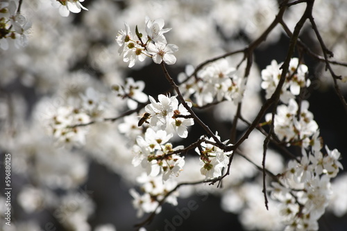 Flowering trees on city streets