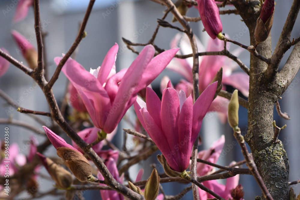 Flowering trees on city streets Flowering trees on city streets