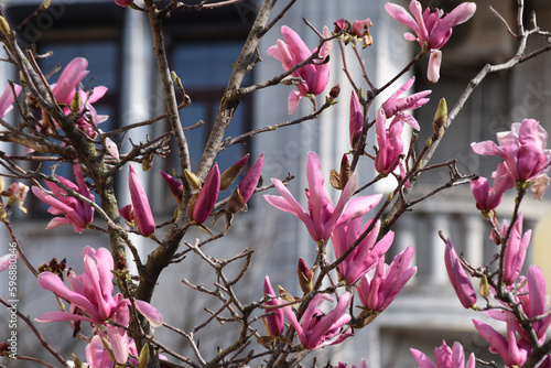 Flowering trees on city streets