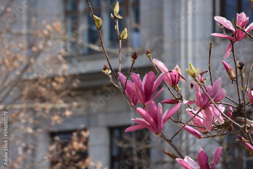 Flowering trees on city streets