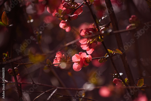 Flowering trees on city streets