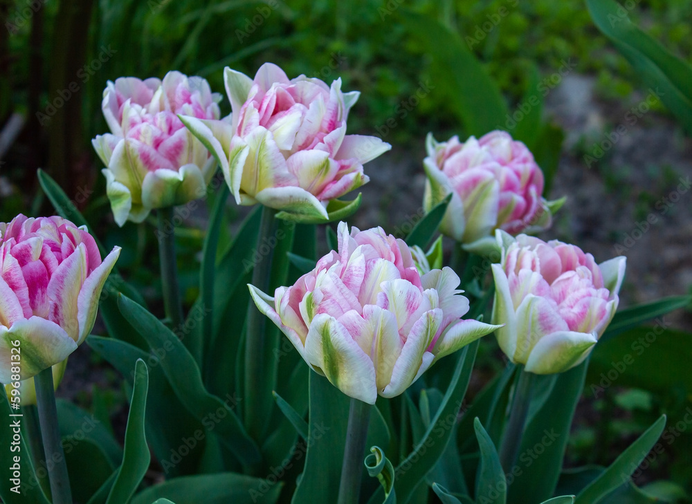 Obraz premium Foxtrot tulips flowering in spring. Delicate, soft pink Tulip with green leaves. Pink double tulip, blooming in spring garden.