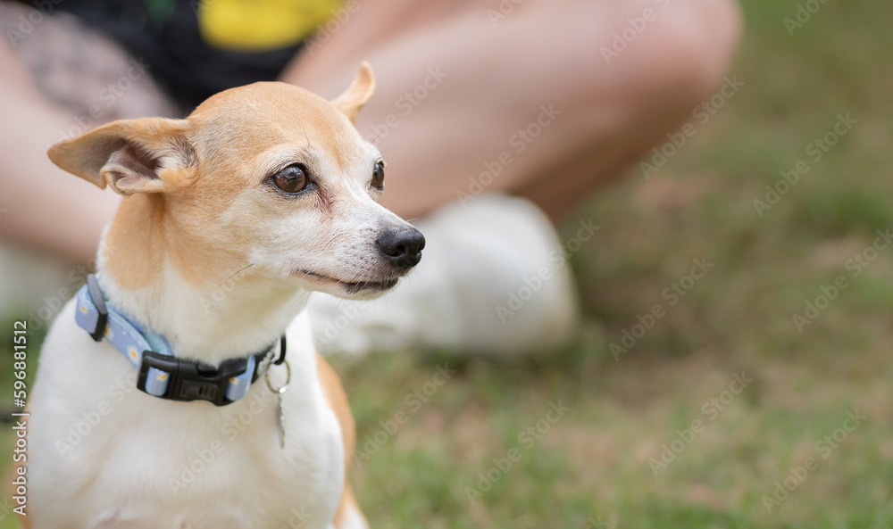 Cropped image of puppy dog sitting in the dog park, owner in the background