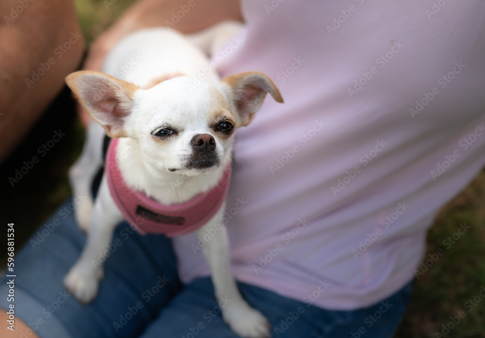 Chihuahua dog sitting in owners lap