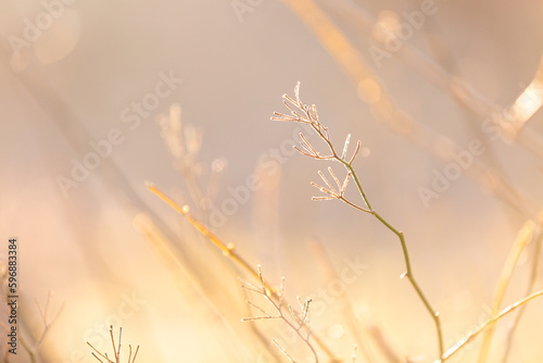 Winter grass in the glowing sunlight
