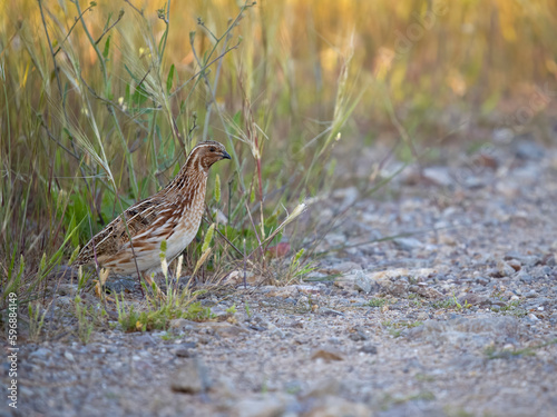 Common or European quail, Coturnix coturnix, © Erni