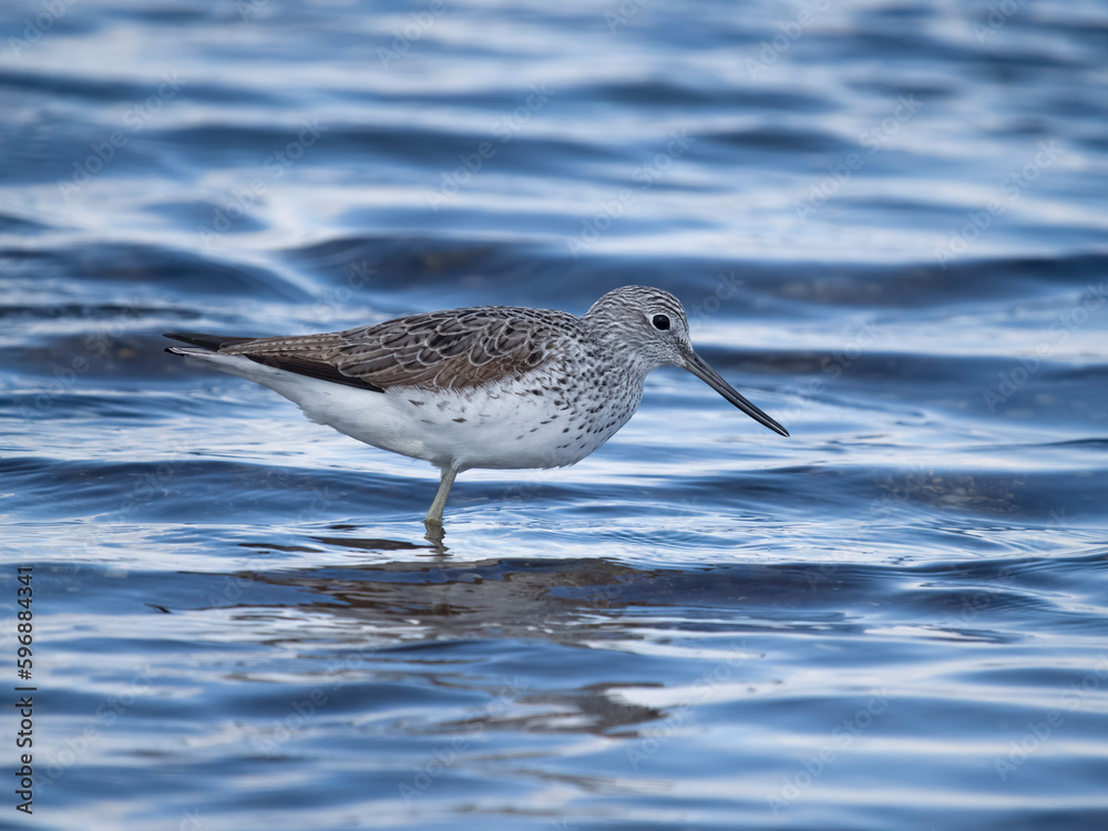 Greenshank, Tringa nebularia, Greenshank, Tringa nebularia,