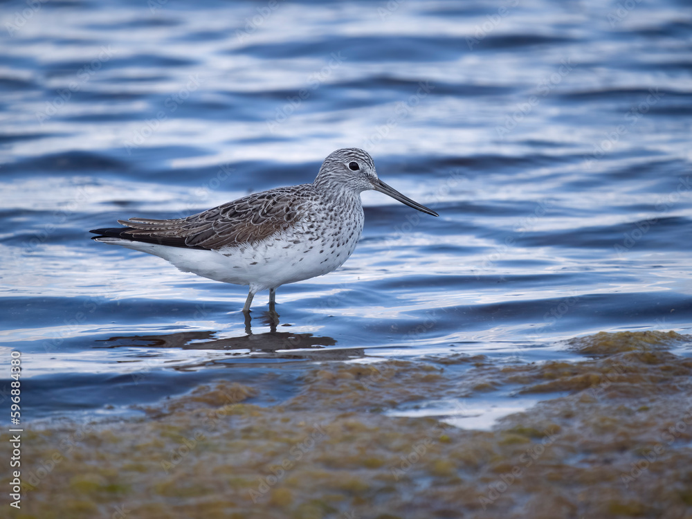 Greenshank, Tringa nebularia, Greenshank, Tringa nebularia,