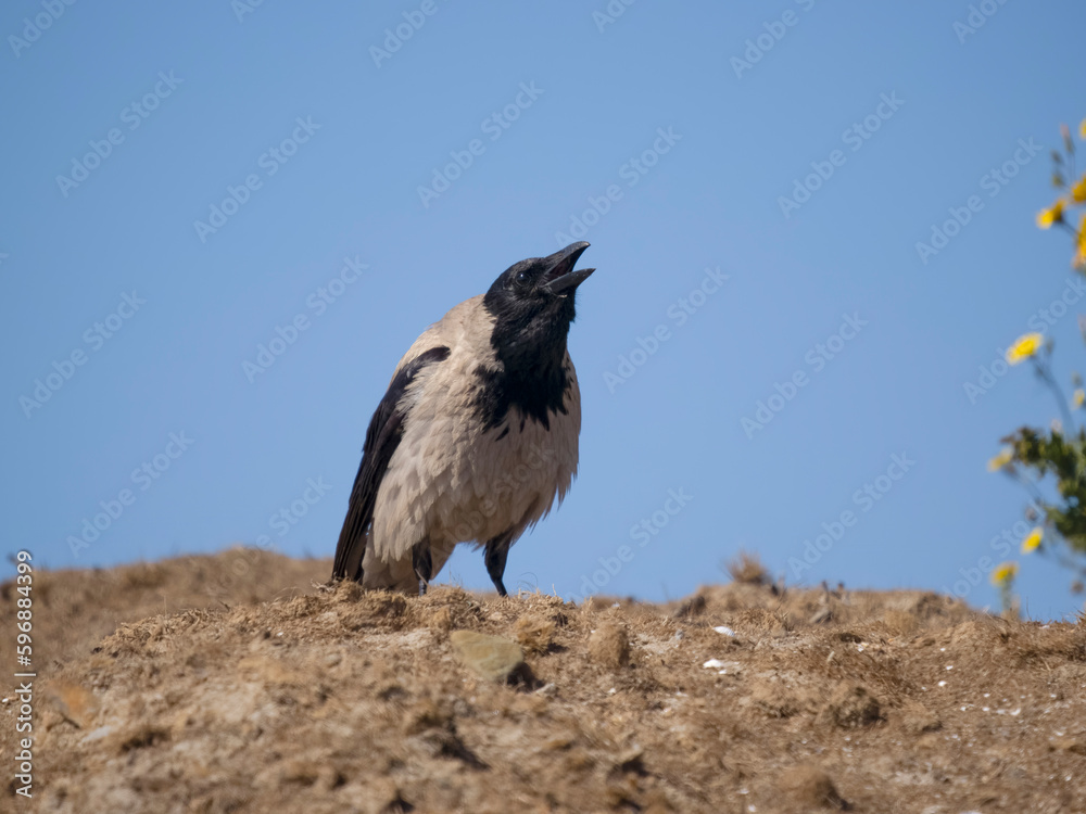 Fototapeta premium Hooded crow, Corvus cornix