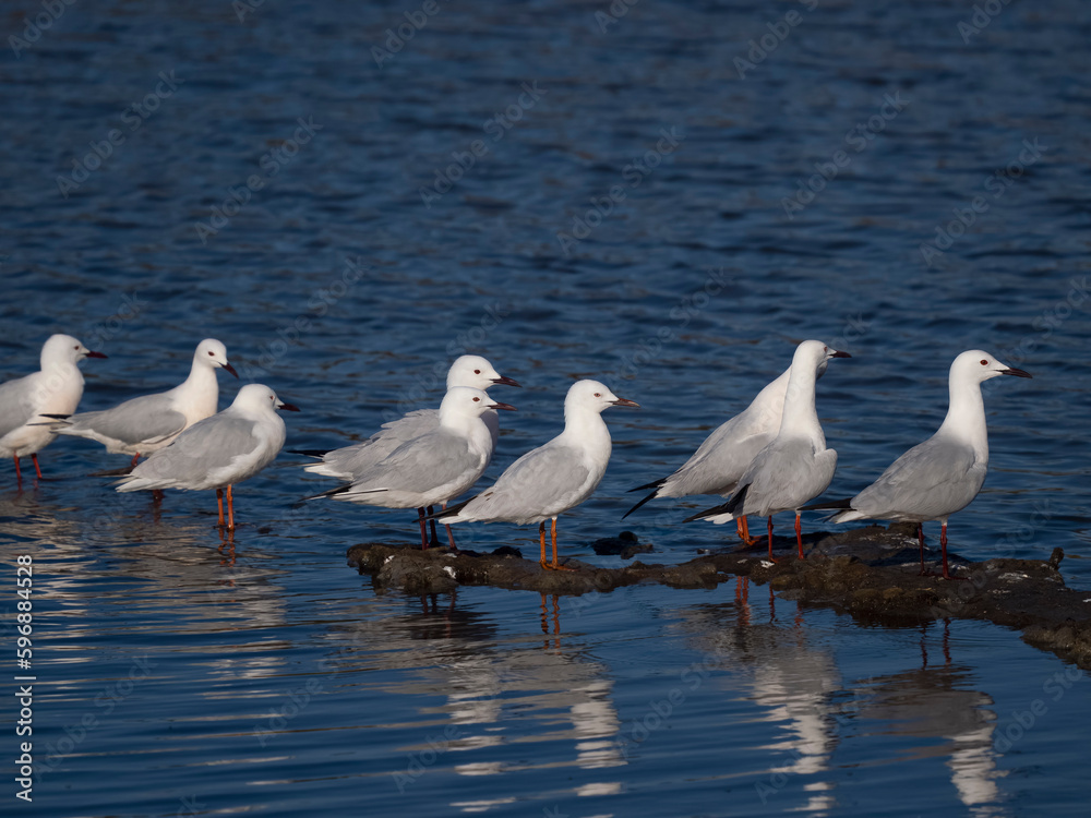 Slender-billed gull, Chroicocephalus gene Slender-billed gull, Chroicocephalus gene