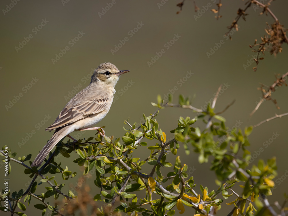 Tawny pipit, Anthus campestris Tawny pipit, Anthus campestris