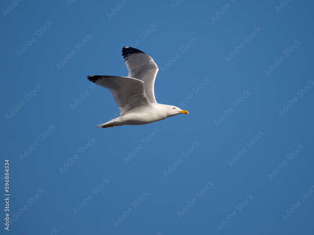 Yellow-legged gull, Larus michahellis Yellow-legged gull, Larus michahellis