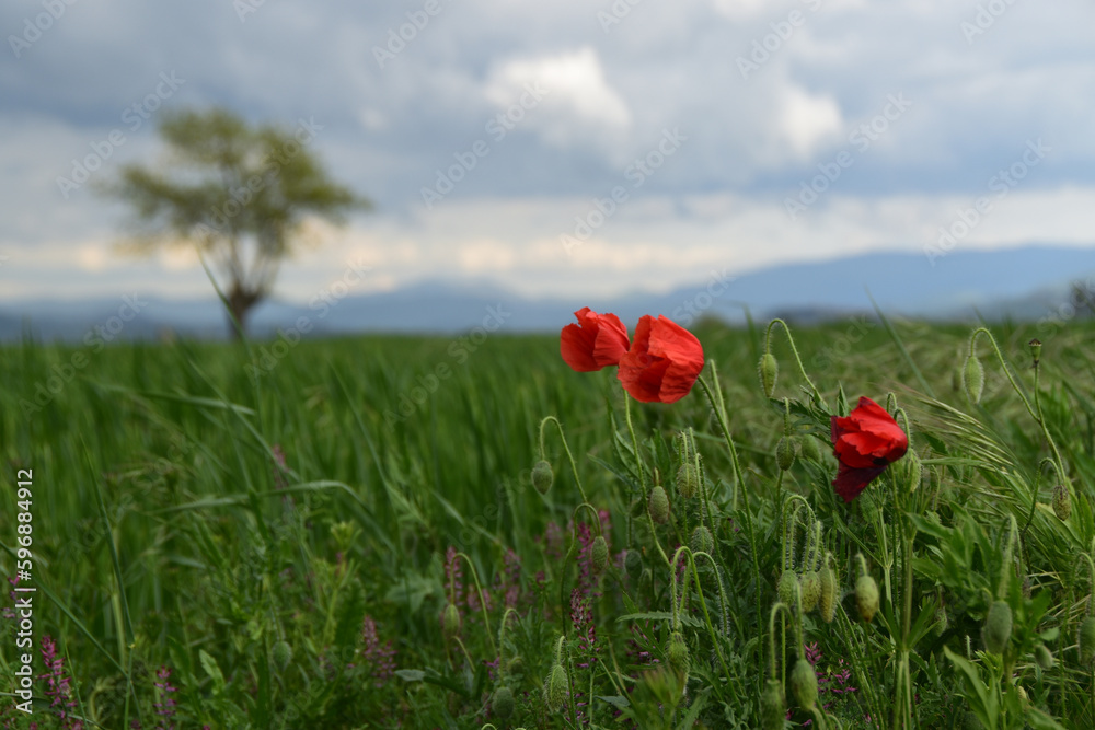Tre papaveri Tre papaveri