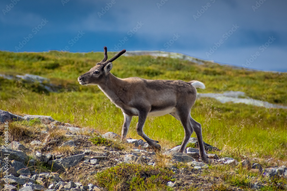 Little cub of wild reindeer in the tundra of Norway Little cub of wild reindeer in the tundra of Norway