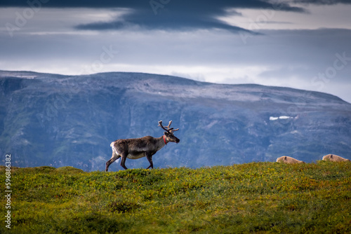 Wild reindeer in the tundra of Norway with mountains on the background