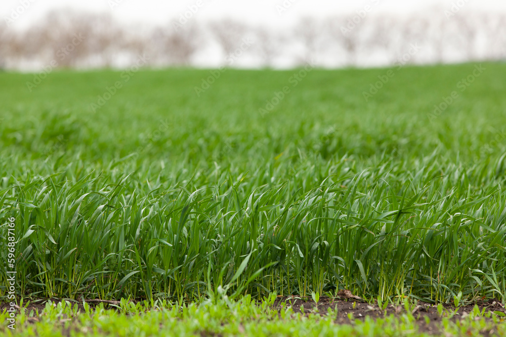 Young seedlings of wheat grow in the field. Green wheat grows in the soil. Grain sprouts in an agricultural field on a cloudy day. Wheat sprouts. Agriculture.