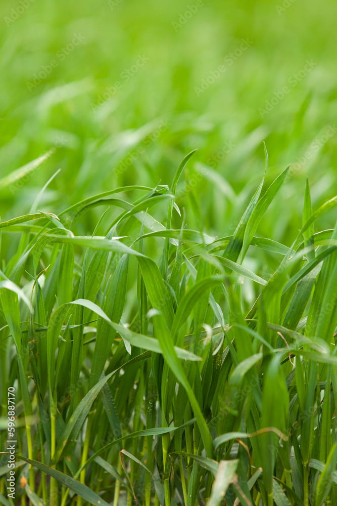 Young seedlings of wheat grow in the field. Green wheat grows in the soil. Close-up of grain sprouts in an agricultural field on a cloudy day. Wheat sprouts. Agriculture.