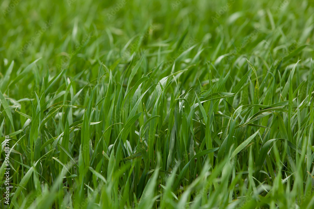 Young seedlings of wheat grow in the field. Green wheat grows in the soil. Close-up of grain sprouts in an agricultural field on a cloudy day. Wheat sprouts. Agriculture.