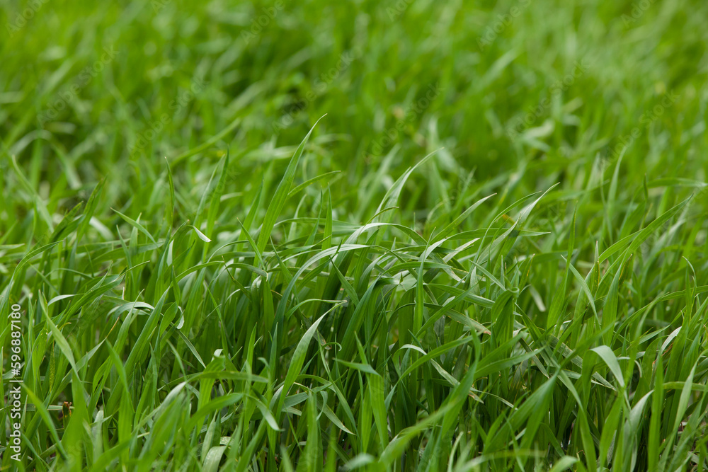 Young seedlings of wheat grow in the field. Green wheat grows in the soil. Close-up of grain sprouts in an agricultural field on a cloudy day. Wheat sprouts. Agriculture.