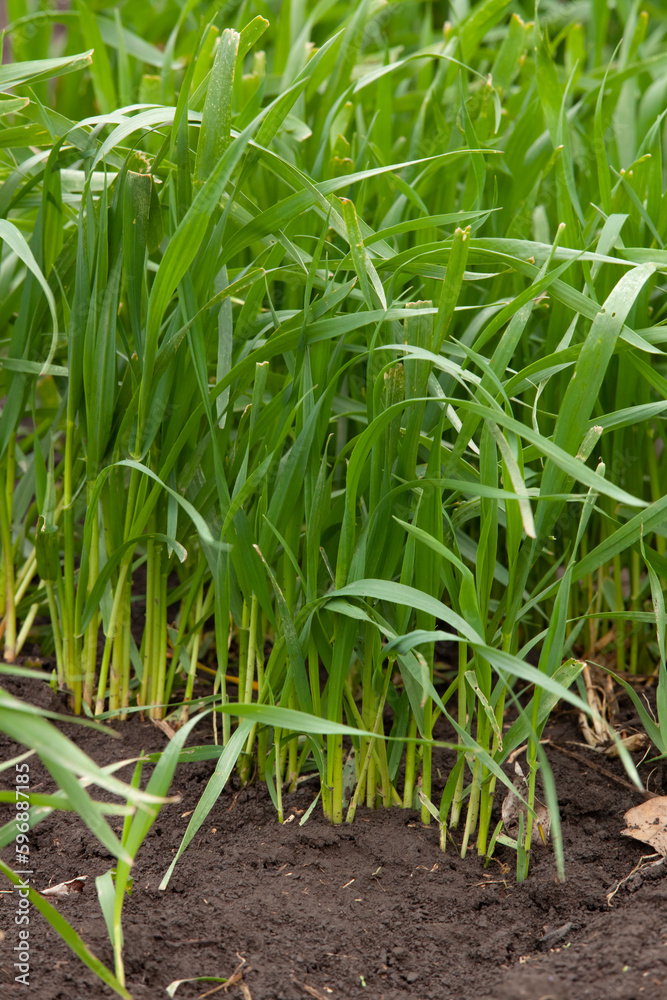 Young seedlings of wheat grow in the field. Green wheat grows in the soil. Close-up of grain sprouts in an agricultural field on a cloudy day. Wheat sprouts. Agriculture.