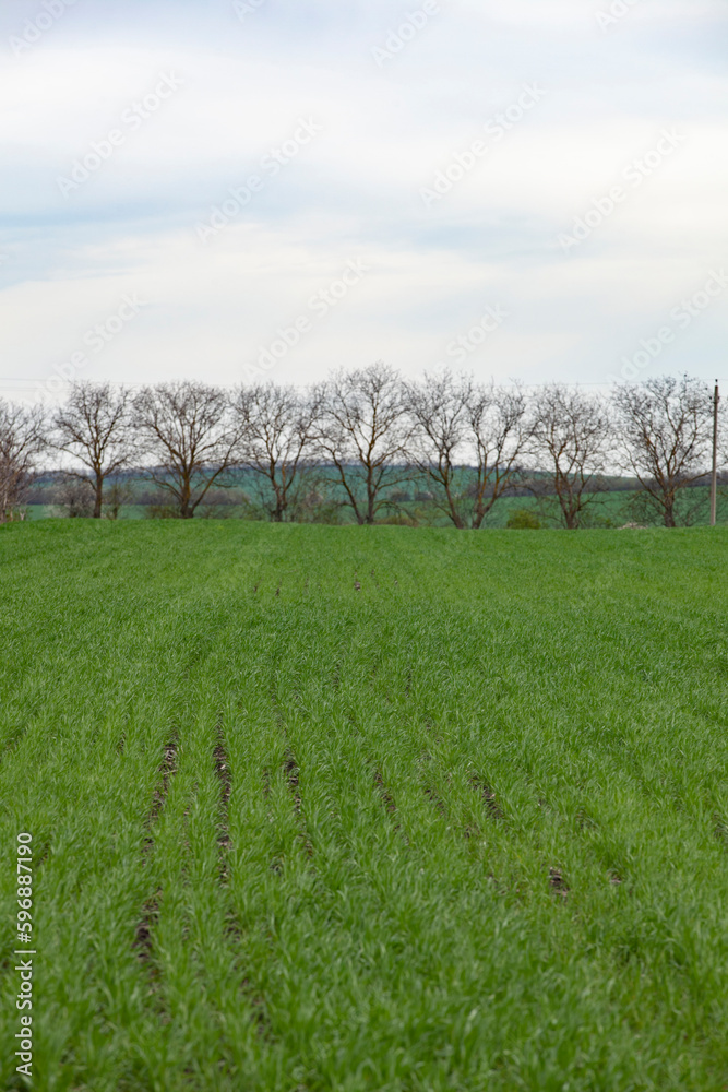 Young seedlings of wheat grow in the field. Green wheat grows in the soil. Grain sprouts in an agricultural field on a cloudy day. Wheat sprouts. Agriculture.
