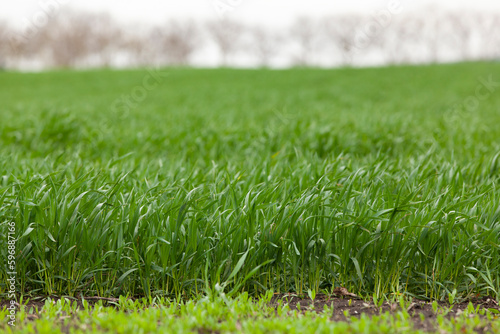 Obraz na płótnie Young seedlings of wheat grow in the field. Green wheat grows in the soil. Grain sprouts in an agricultural field on a cloudy day. Wheat sprouts. Agriculture. w salonie