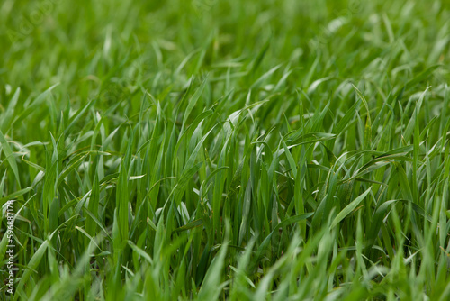 Young seedlings of wheat grow in the field. Green wheat grows in the soil. Close-up of grain sprouts in an agricultural field on a cloudy day. Wheat sprouts. Agriculture.