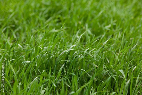 Obraz na płótnie Young seedlings of wheat grow in the field. Green wheat grows in the soil. Close-up of grain sprouts in an agricultural field on a cloudy day. Wheat sprouts. Agriculture. w salonie