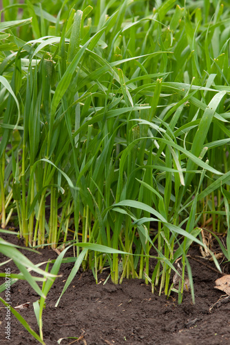 Obraz na płótnie Young seedlings of wheat grow in the field. Green wheat grows in the soil. Close-up of grain sprouts in an agricultural field on a cloudy day. Wheat sprouts. Agriculture. w salonie