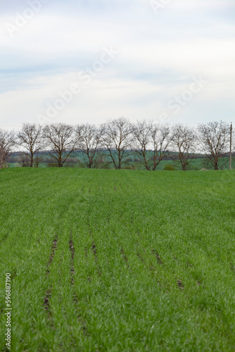 Obraz na płótnie Young seedlings of wheat grow in the field. Green wheat grows in the soil. Grain sprouts in an agricultural field on a cloudy day. Wheat sprouts. Agriculture. w salonie