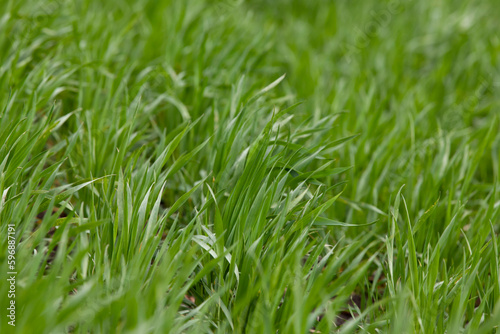 Obraz na płótnie Young seedlings of wheat grow in the field. Green wheat grows in the soil. Close-up of grain sprouts in an agricultural field on a cloudy day. Wheat sprouts. Agriculture. w salonie