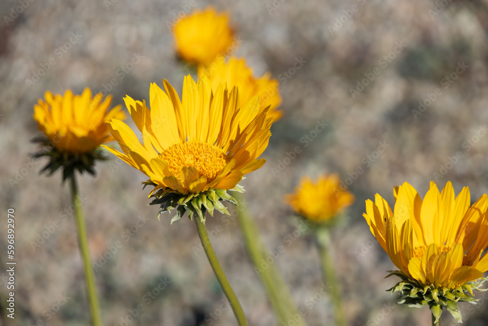Naklejka premium Closeup of desert sunflowers in the sun
