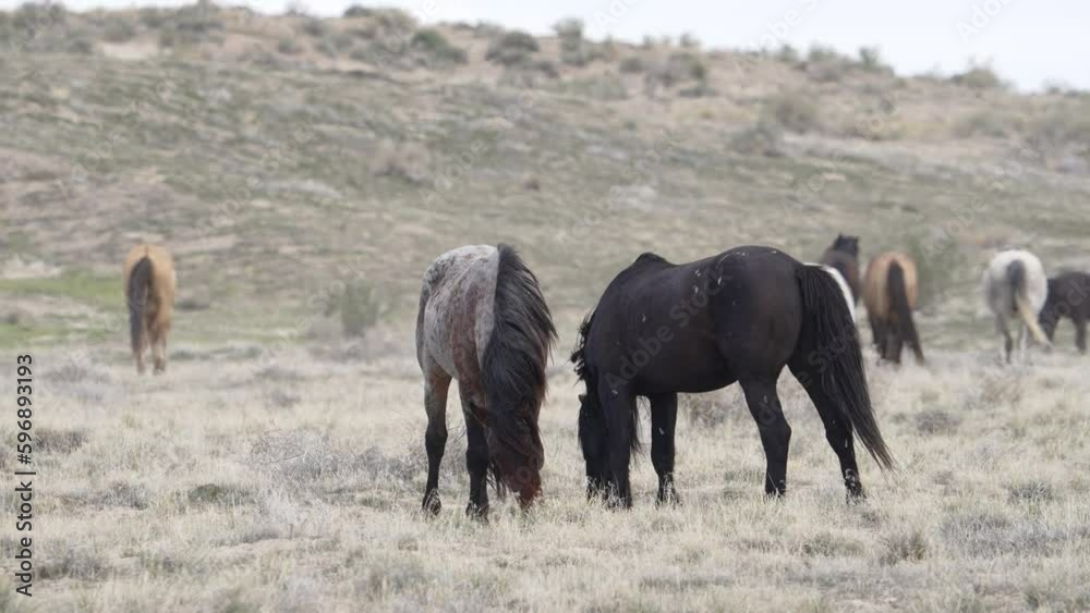 Horses from the South group of the Onaqui wild horse herd in the West desert of Utah. Horses from the South group of the Onaqui wild horse herd in the West desert of Utah.