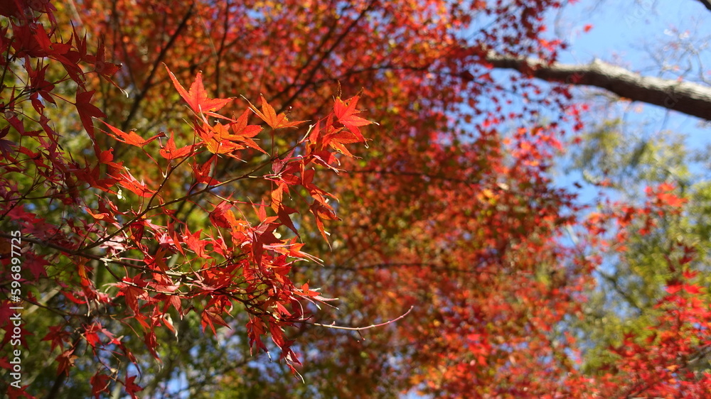 奈良紅葉