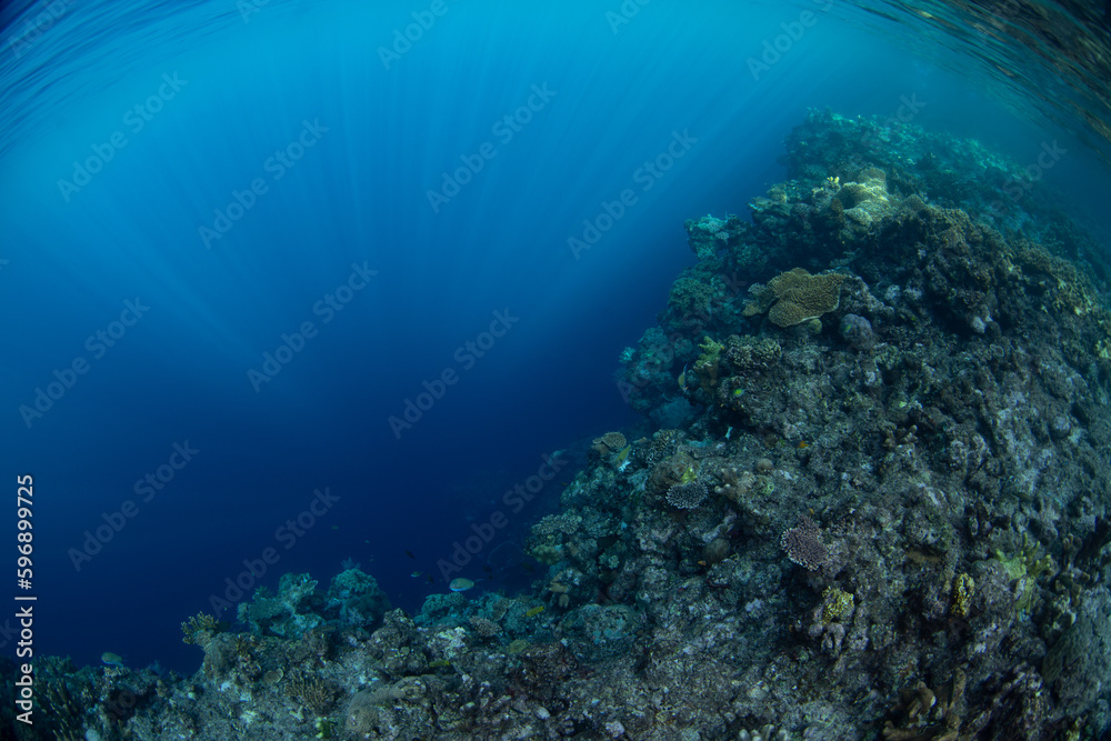 Fototapeta premium Sunlight illuminates the edge of a healthy coral reef in Raja Ampat, Indonesia. This remote part of Indonesia is known for its incredible marine biodiversity.