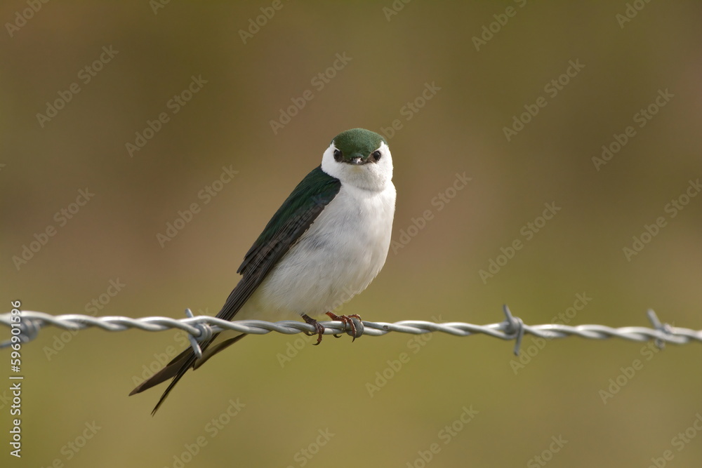 Violet-green Swallow facing the camera Violet-green Swallow facing the camera