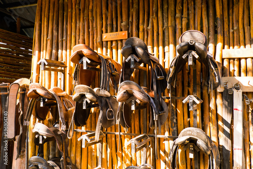 Leather horse bridles and bits hanging on a wooden wall of stable at a horse farm..
