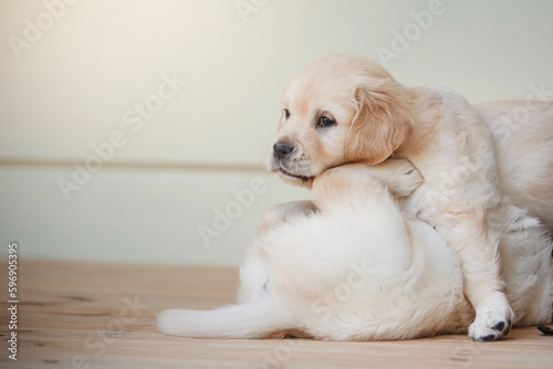 two sweet puppies golden retriever. Cute dog at home, inside
