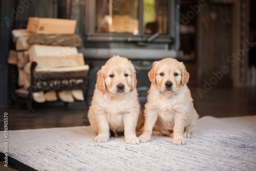 two sweet puppies golden retriever. Cute dog at home, inside