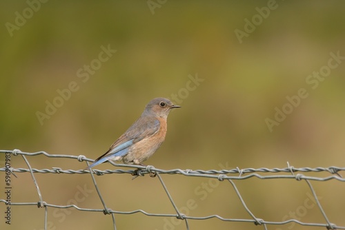 Female Western Bluebird on a sunny day