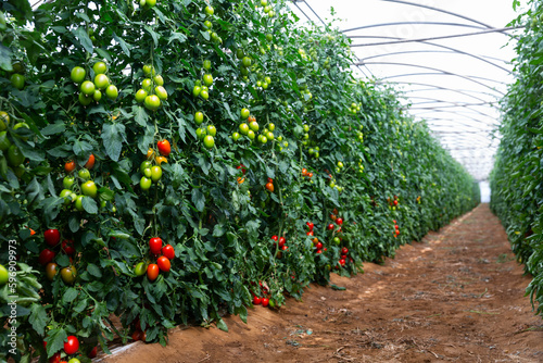 Beautiful view from inside the greenhouse on a tomato plantation