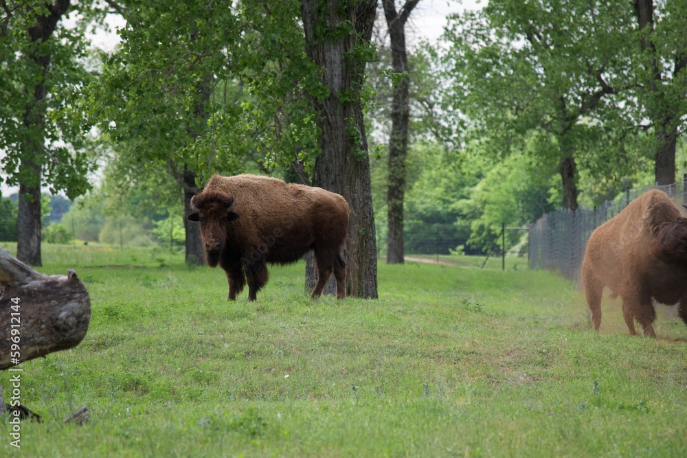 Wildlife Animals Wildlife Animals