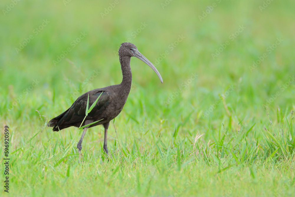 Glossy Ibis Glossy Ibis