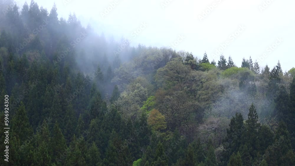 雨の日の森林　濃い霧