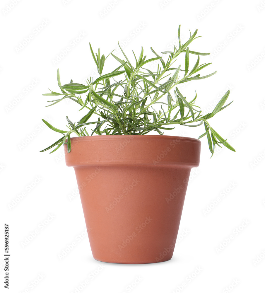 Green rosemary in clay pot isolated on white