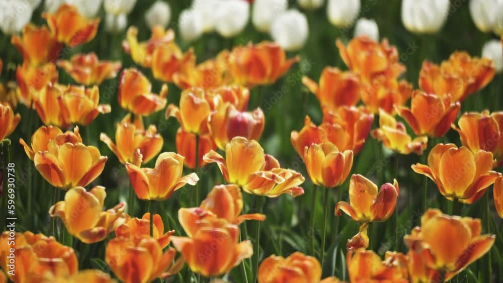 Tulips whose petals are transparent with sunlight, swaying in the breeze. Tulips whose petals are transparent with sunlight, swaying in the breeze.