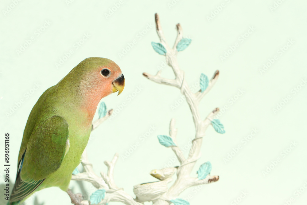 green parrot on a branch