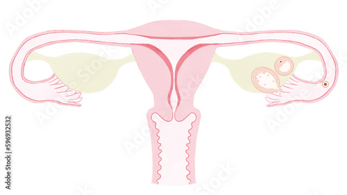 Menstrual cycle diagram; Ovulation phase PNG